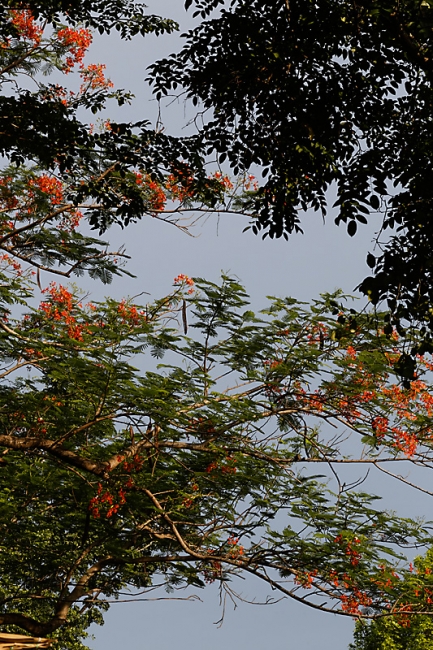 Suan Luang-JUN14-089